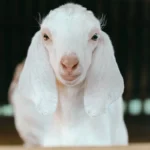 Goat Puns: Meaning, Style, History, and Visual Guide