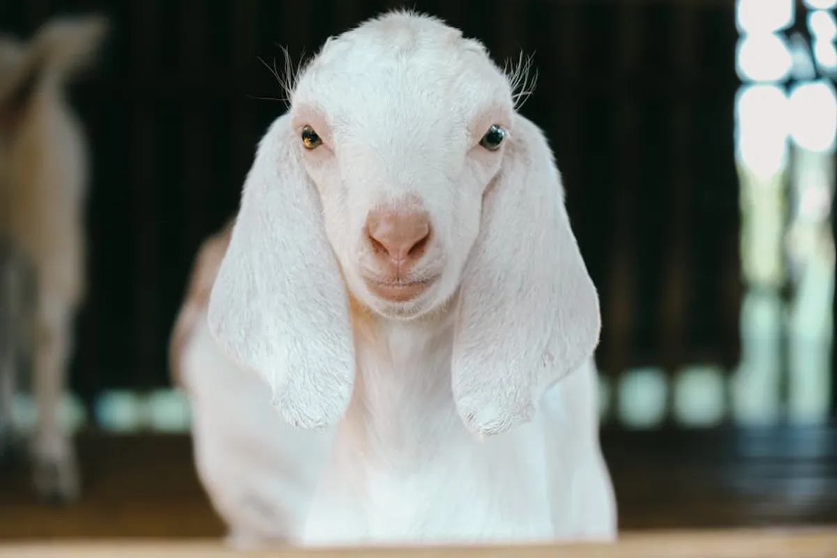 Goat Puns: Meaning, Style, History, and Visual Guide
